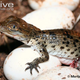 Illustration for article titled Sunday Crocodilian - Crocodylus mindorensis Edition